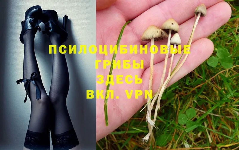 Галлюциногенные грибы Psilocybe Добрянка